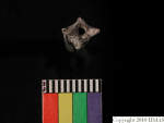 L_V20d4093 A16q37.1 R827 dM bd f4.JPG L_V20d4093 A16q37.1 R827 dM bd f4